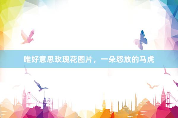 唯好意思玫瑰花图片，一朵怒放的马虎